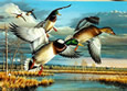 1995 WA Duck Stamp - Art Print